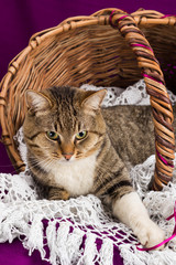 Tabby cat lying in a basket with white veil. Purple background.