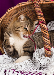 Tabby cat lying in a basket with white veil. Purple background.