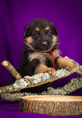 German Shepherd puppy sitting. Purple background.