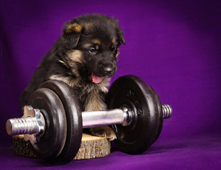 German Shepherd puppy with dumbbell. Purple background.
