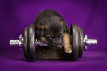 German Shepherd puppy with dumbbell. Purple background.