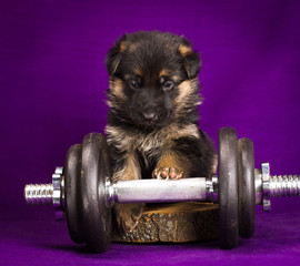 German Shepherd puppy with dumbbell. Purple background.