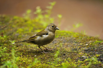 Pinson des arbres dans la nature de Madère,  Portugal en Europe