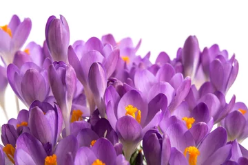Photo sur Aluminium Crocus Crocus violets