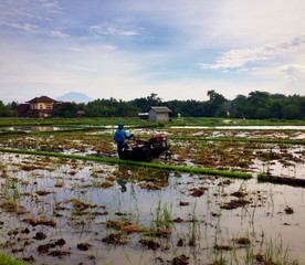 hard worker in Bali 