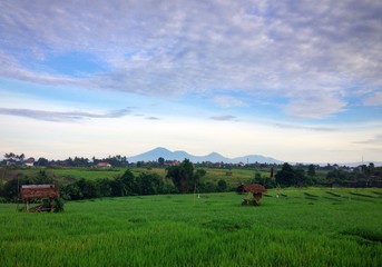 bali landscape
