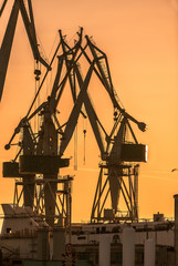 Industrial cargo cranes in the dock