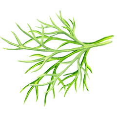 Naklejka premium fresh dill on white background