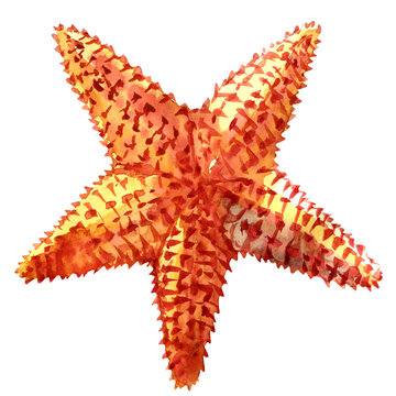 The caribbean starfish on a white background.
