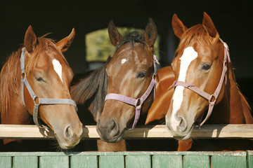 Warm blood purebred mares looking over the barn door
