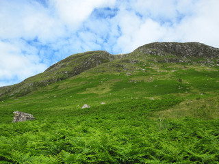 Fototapeta na wymiar Scottish mountains covered in fern