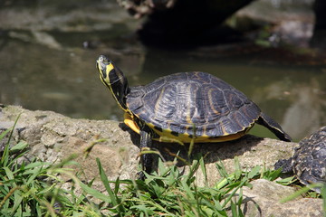 tortuga de acuario Trachemys scripta scripta