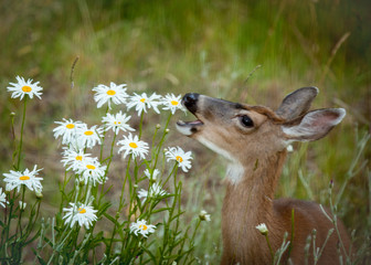 Deer Eating Daisies