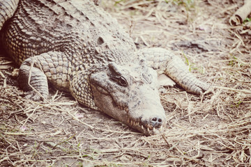 Cuban crocodile in natural wild enviroment