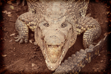 Cuban crocodile in natural wild enviroment