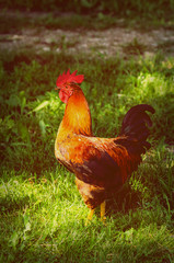 cock on grass in vintage effect style