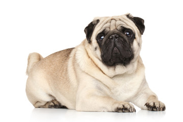 Pug lying on white background
