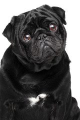 Close-up portrait of a pug, isolated