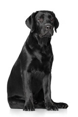 Labrador Retriever on white background