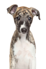 Whippet puppy on white background