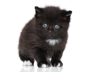 Black kitten on white background