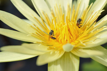 Yellow lotus flower and bees