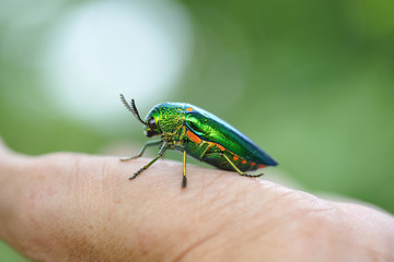 Buprestis beetle