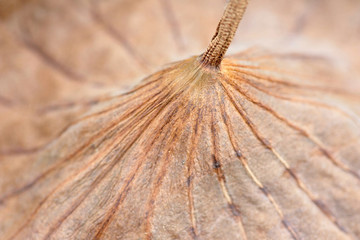 Dry lotus leaf