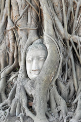 Buddha head in tree roots