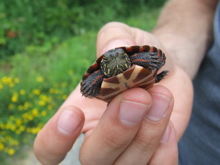 Painted Turtle Hatchling