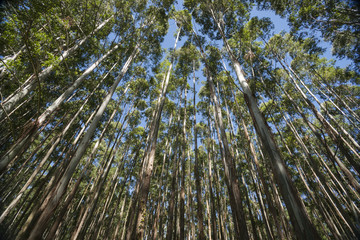 Towering nd converging trees  Hawaii eucalyptus trees. © Brian Scantlebury