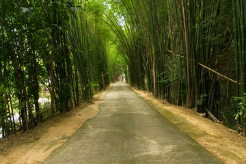 Fototapeta na wymiar Road with Bamboo