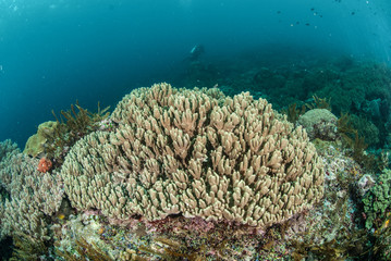 Naklejka na ściany i meble Hard coral reef in Ambon, Maluku, Indonesia underwater
