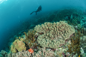 Diver, mushroom leather coral in Ambon, Maluku underwater