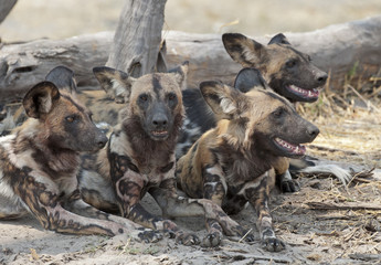 africa Botswana Okavango  delta wild dogs.