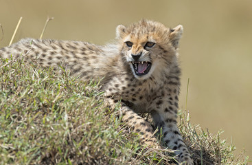 africa kenya Masai Mara reserve cheetah cub