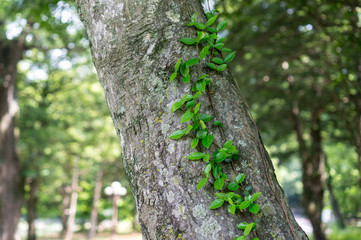 Vines crawling up a tree during summer in South Korean mountain.