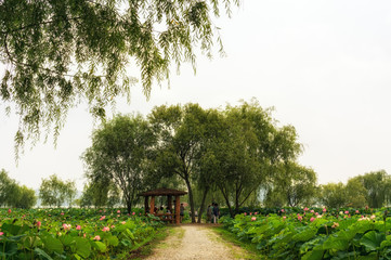 Obraz premium Goongnamji in Buyeo during lotus flower festival