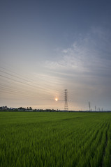 Sunset over rice farm during summer in Korea.