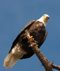 Eagle Staring
