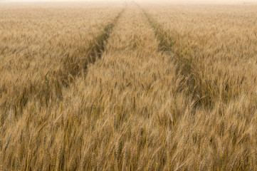 Barley field covered in morning fog and stretching for miles.
