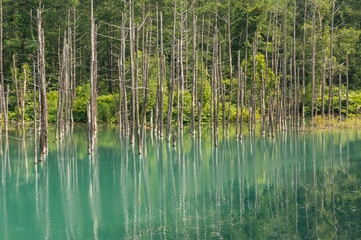 Blue Pond in national park taken during summer. Biei, Japan.