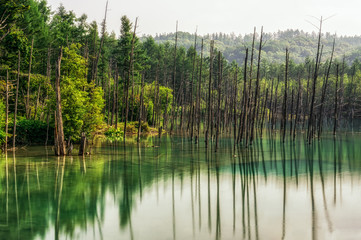 Blue Pond in national park taken during summer. Biei, Japan.