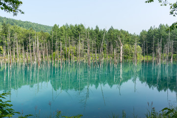 Blue Pond in national park taken during summer. Biei, Japan.