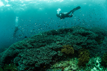 Fototapeta na wymiar Divers, coral reef in Ambon, Maluku, Indonesia underwater