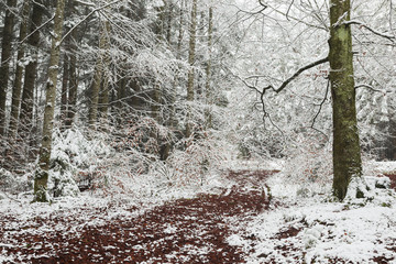 Red leaves in the snow in the forest