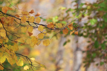 Beautiful autumn trees