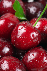Wet cherries close-up