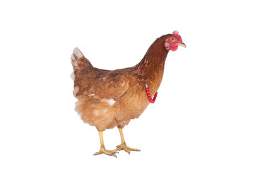 Fototapeta premium hen and rooster choose a tie for the holiday