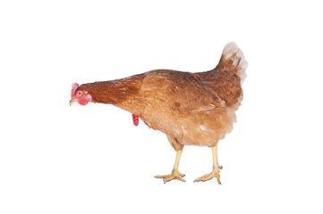 hen and rooster choose a tie for the holiday